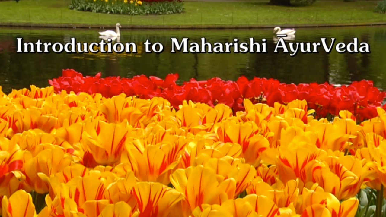 Introduction to Maharishi AyurVeda * Orange and red tulips with lake, swans, and grassy bank in background